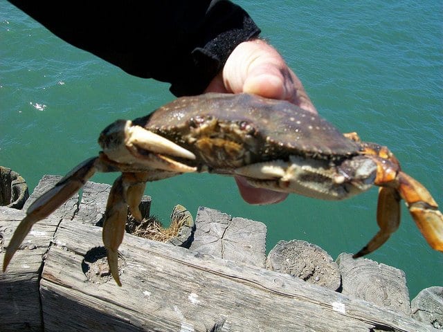 Crabbing on Camano Island