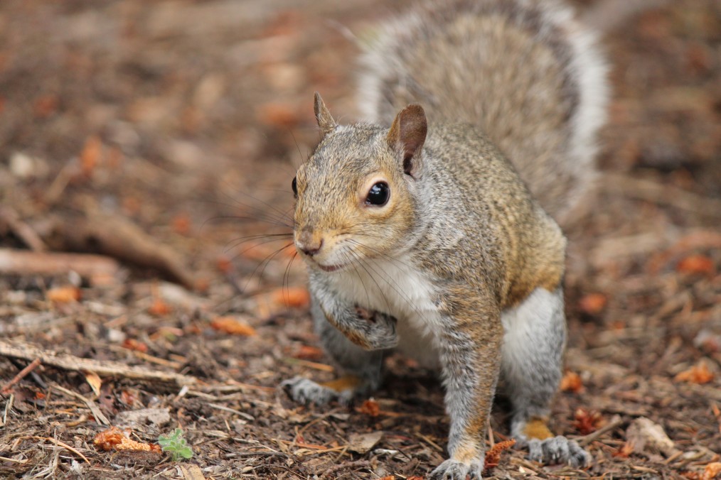 Camano Island Wildlife