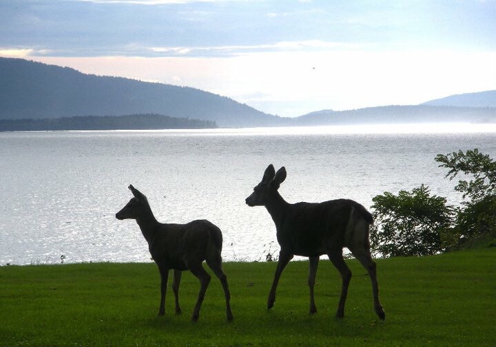 Camano Island Wildlife